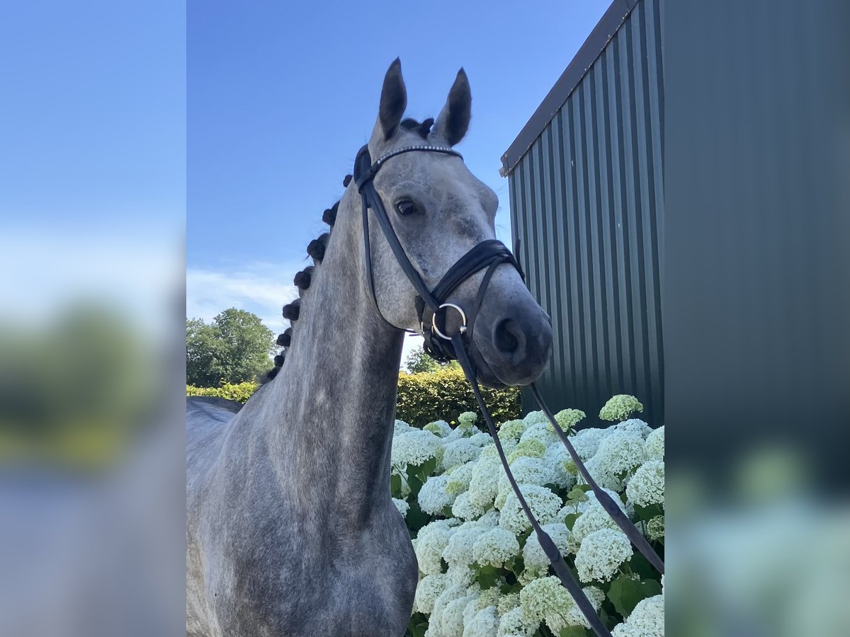 Belgian Warmblood Gelding 5 years 16 hh Gray in Mönchengladbach