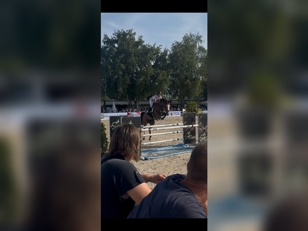 Belgian Warmblood Gelding 5 years 16,1 hh Brown in Attenhoven