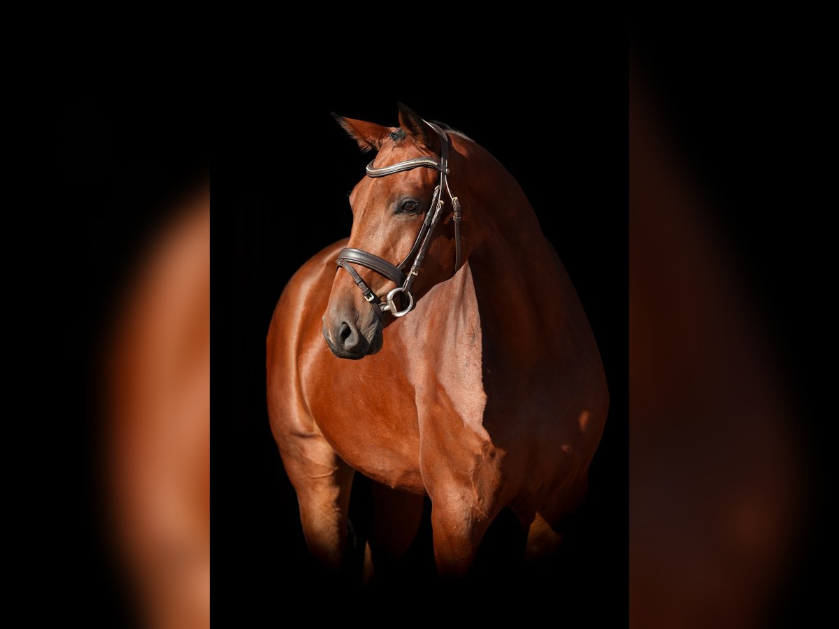 Belgian Warmblood Gelding 5 years 16,1 hh Brown in Lastrup