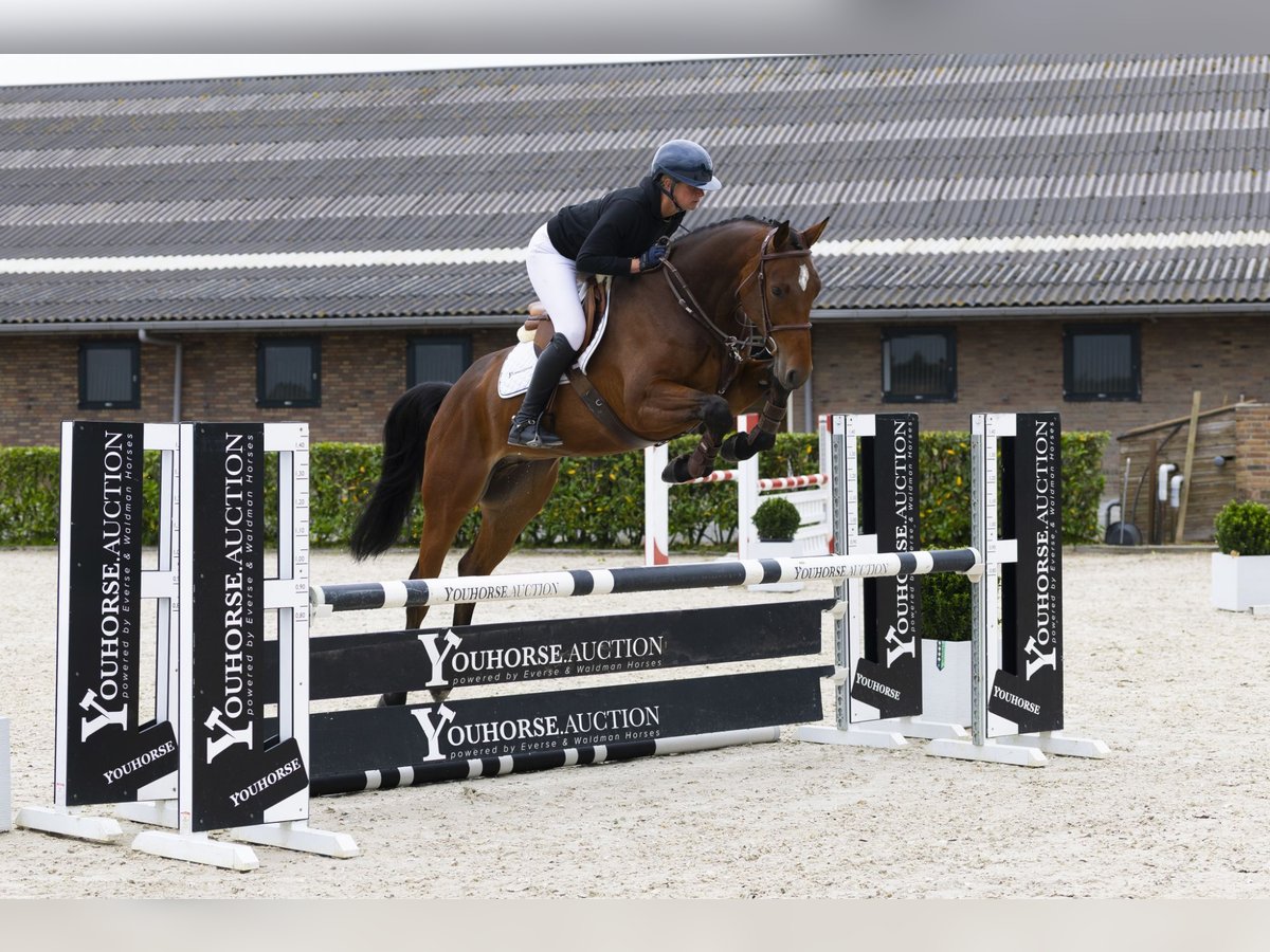 Belgian Warmblood Gelding 5 years 16,2 hh Brown in Waddinxveen