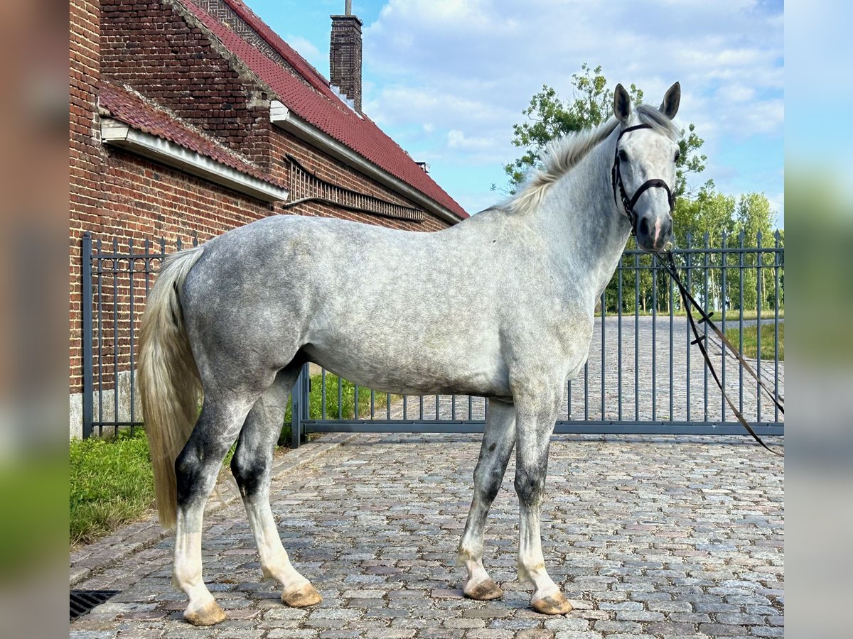 Belgian Warmblood Gelding 5 years 16,3 hh Gray-Blue-Tan in Denderhoutem Belgian Warmblood Gelding 5 years 16,3 hh Gray-Blue-Tan in Denderhoutem