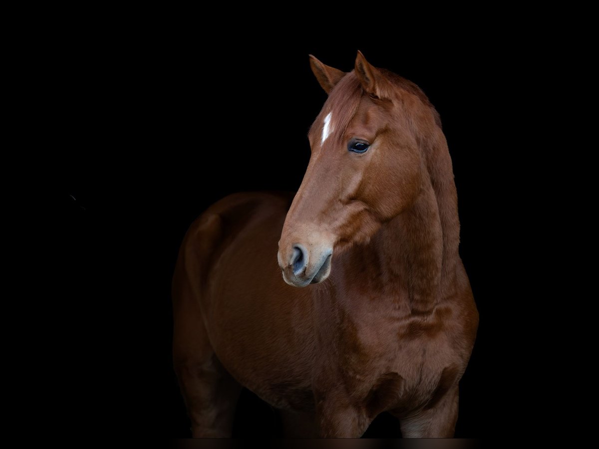 Belgian Warmblood Gelding 5 years 17 hh Chestnut-Red in ranst