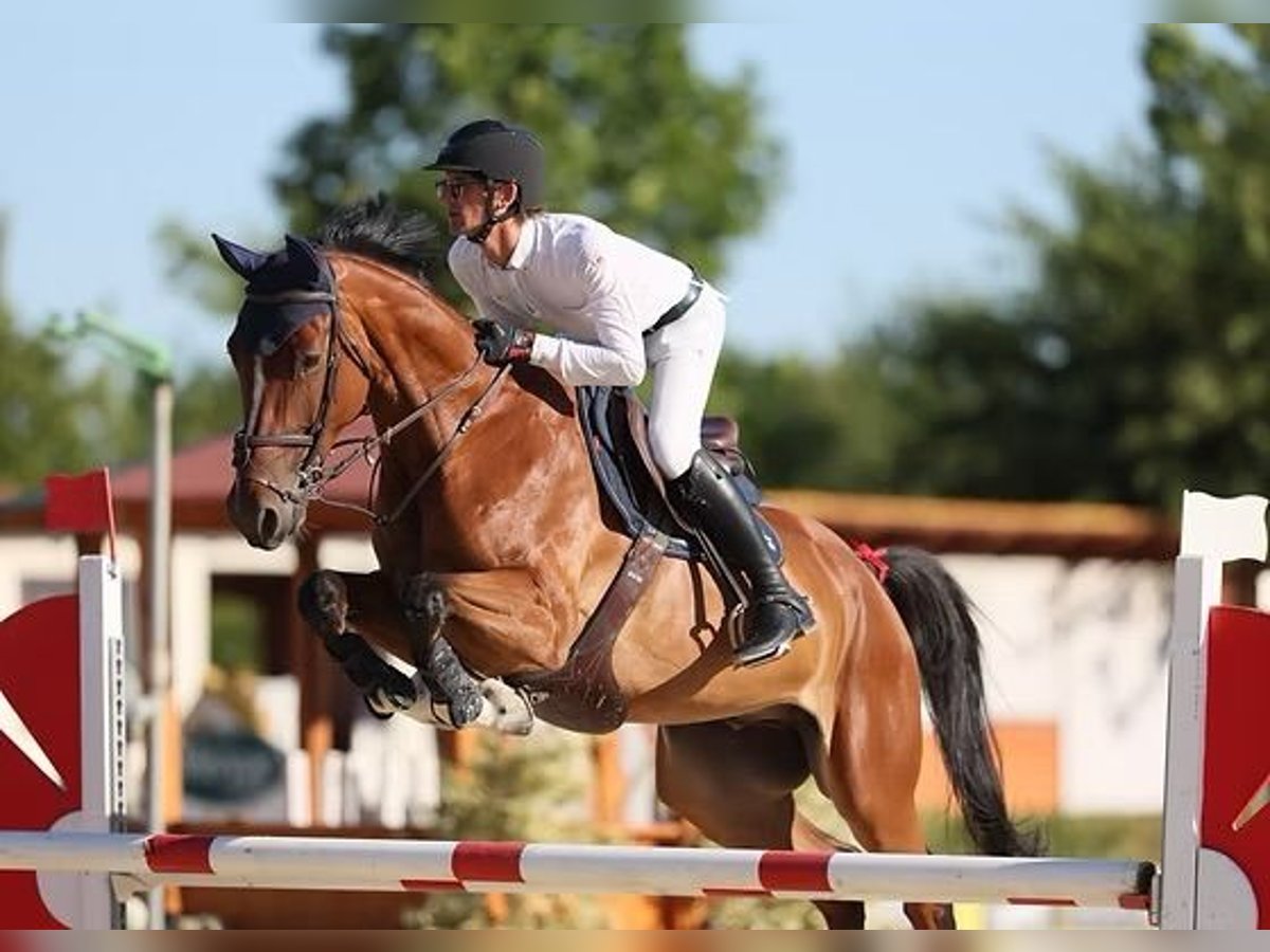 Belgian Warmblood Gelding 6 years 16,1 hh Bay in Ladispoli
