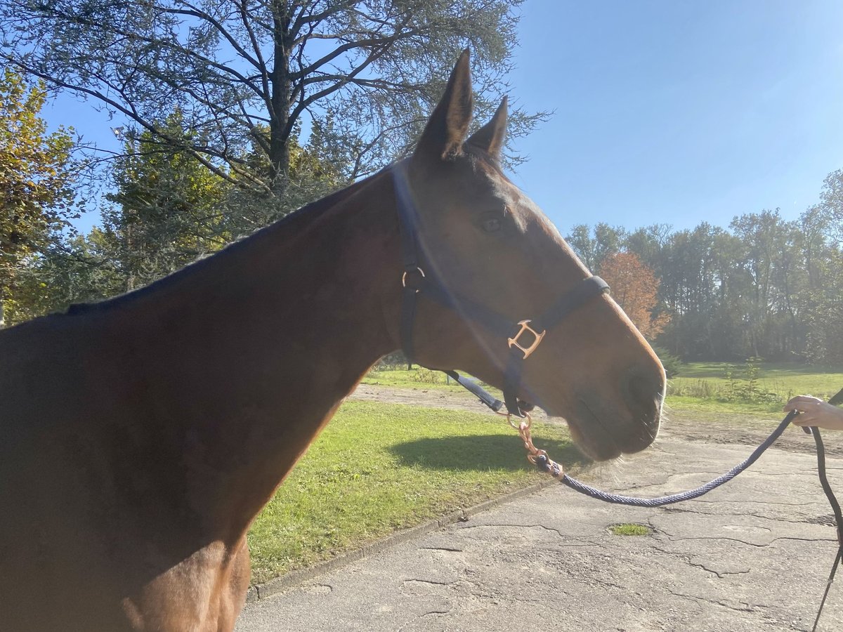 Belgian Warmblood Gelding 6 years 16,2 hh Brown in GROTE-BROGEL