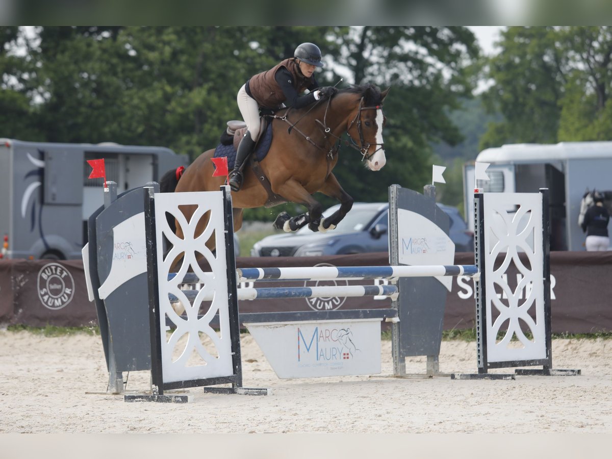 Belgian Warmblood Gelding 6 years 16 hh Bay-Dark in Haute Savoie Belgian Warmblood Gelding 6 years 16 hh Bay-Dark in Haute Savoie