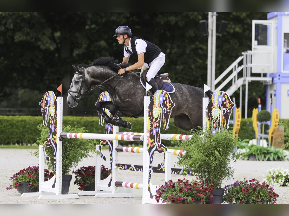 Belgian Warmblood Gelding 6 years 16 hh Gray-Dark-Tan in St-Truiden