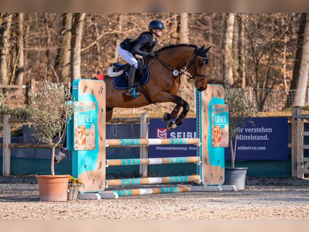 Belgian Warmblood Gelding 6 years 16,1 hh in W&#xE4;chtersbach