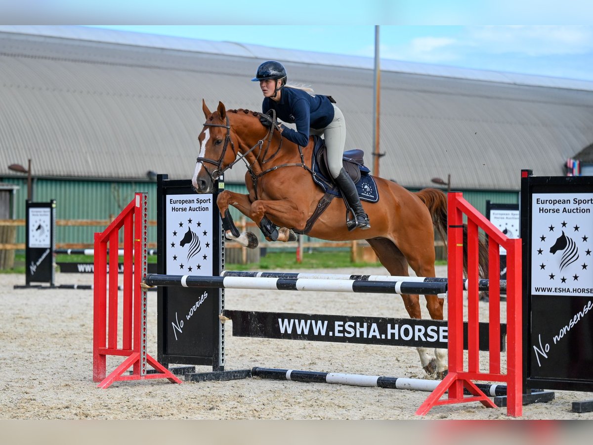 Belgian Warmblood Gelding 6 years 17,1 hh Chestnut-Red in GROTE-BROGEL