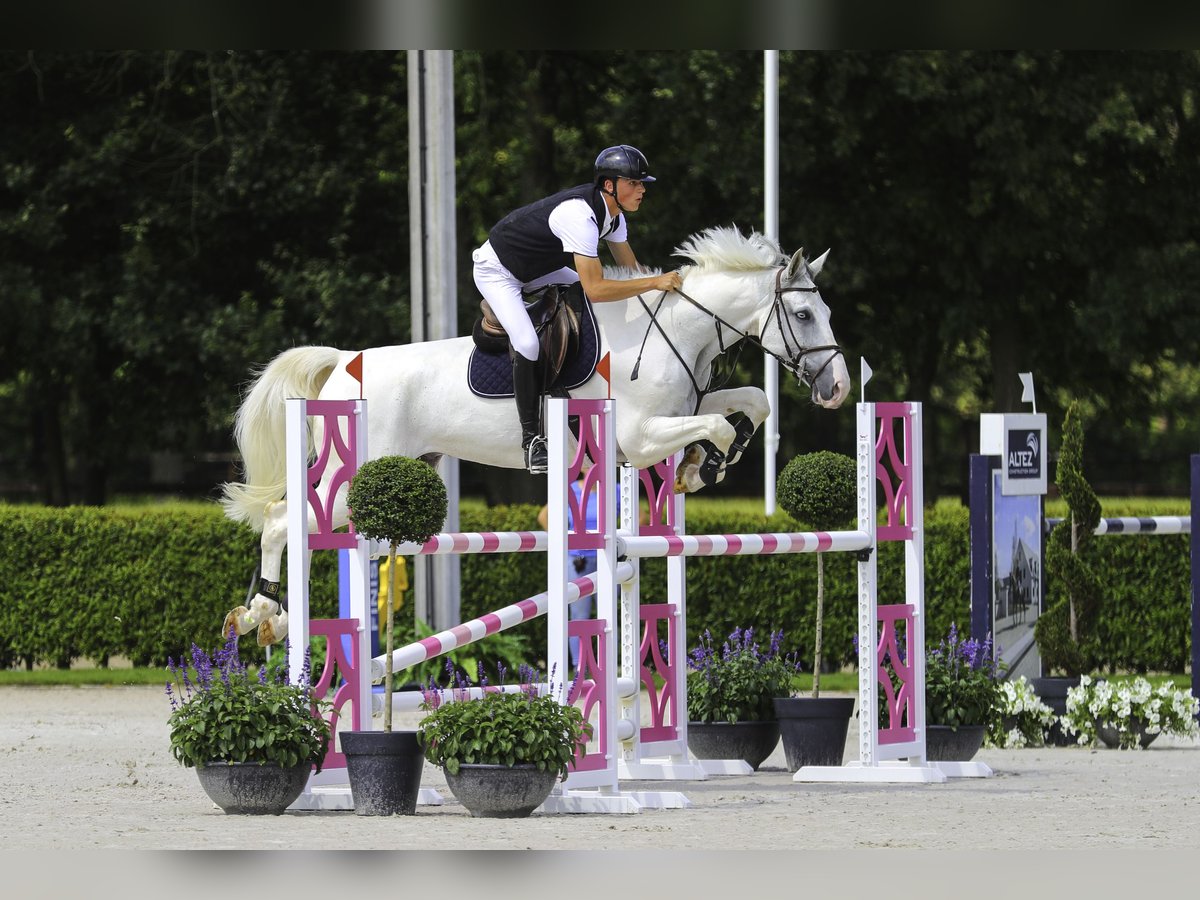 Belgian Warmblood Gelding 6 years 17,1 hh White in St-Tuiden