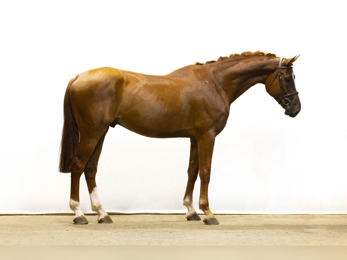 Belgian Warmblood Gelding 6 years 17,2 hh Chestnut-Red in Waddinxveen