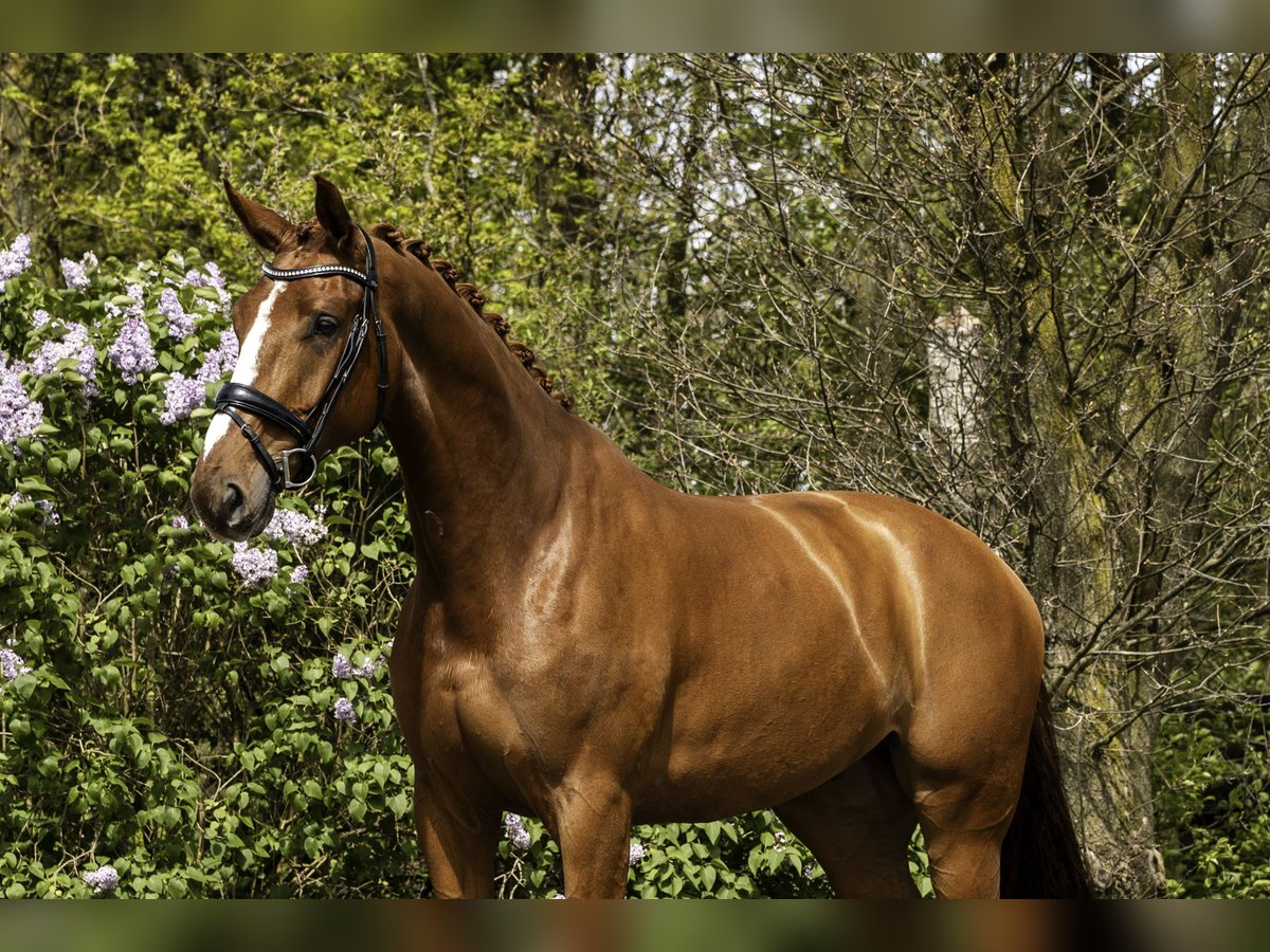 Belgian Warmblood Gelding 6 years 17 hh Chestnut-Red in Oosterhout