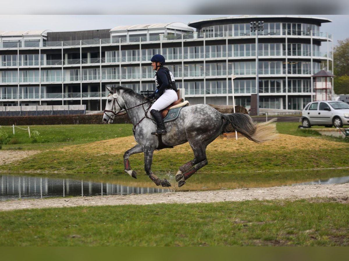 Belgian Warmblood Gelding 6 years 17 hh Gray in Boutersem