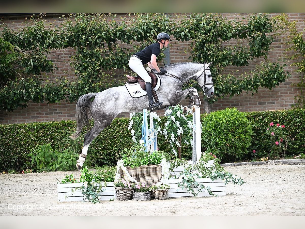 Belgian Warmblood Gelding 6 years 17 hh Gray in Bladel