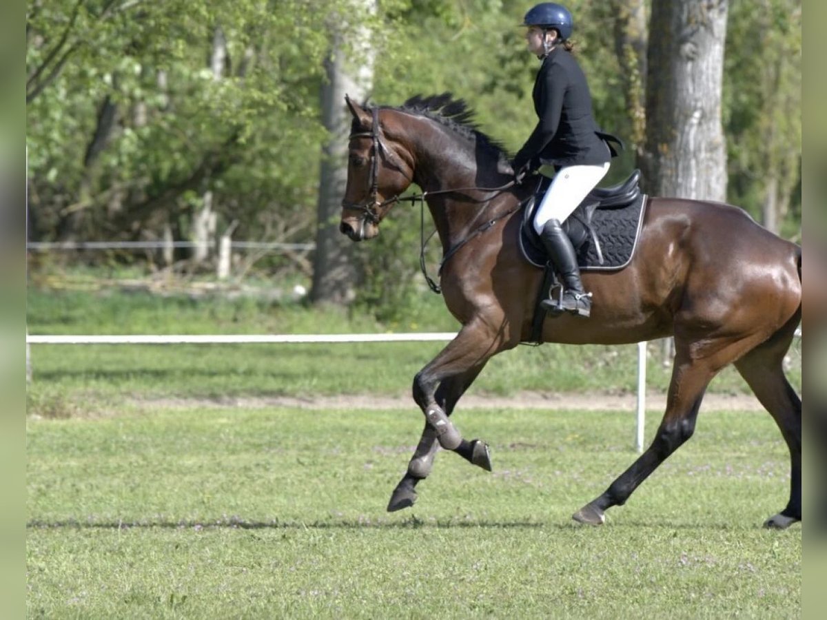 Belgian Warmblood Gelding 6 years Brown in Wächtersbach