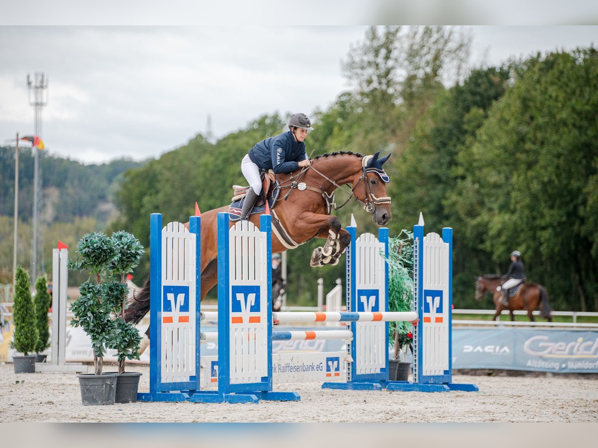 Belgian Warmblood Gelding 7 years 16,1 hh Brown in Steinach