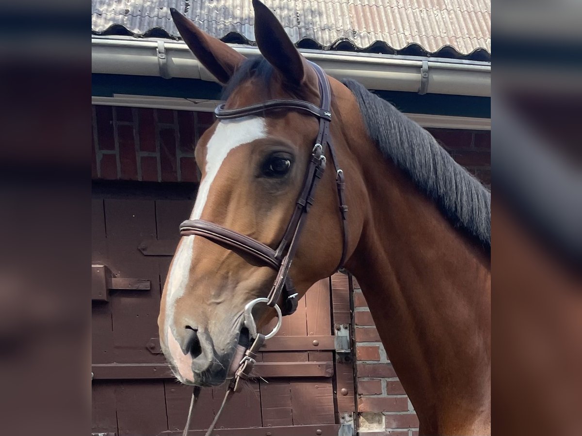 Belgian Warmblood Gelding 7 years 16,1 hh Brown in Fredenbeck