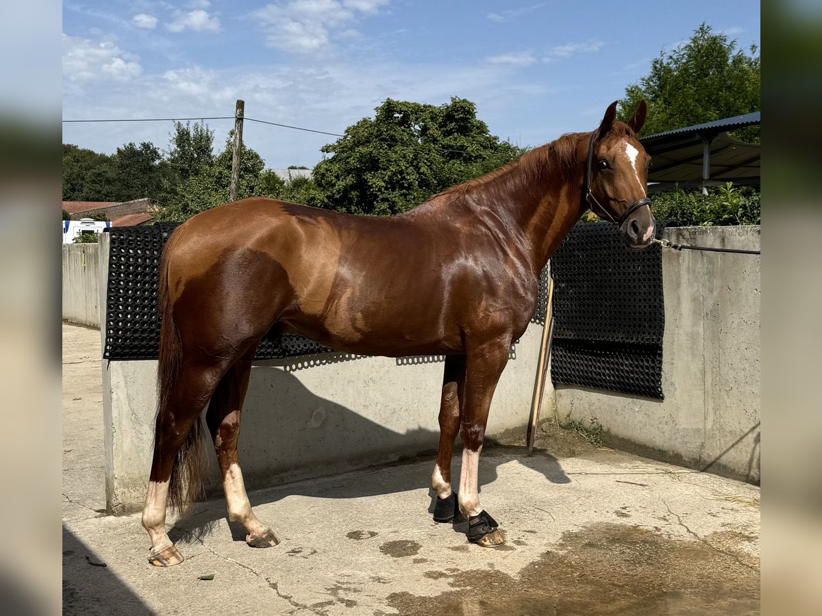 Belgian Warmblood Gelding 7 years 16,1 hh Chestnut-Red in Amiens