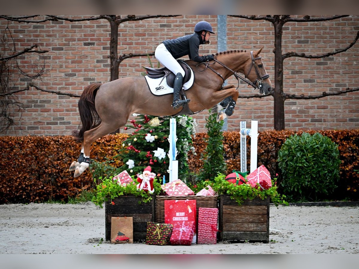 Belgian Warmblood Gelding 7 years 16,1 hh Chestnut-Red in Bladel