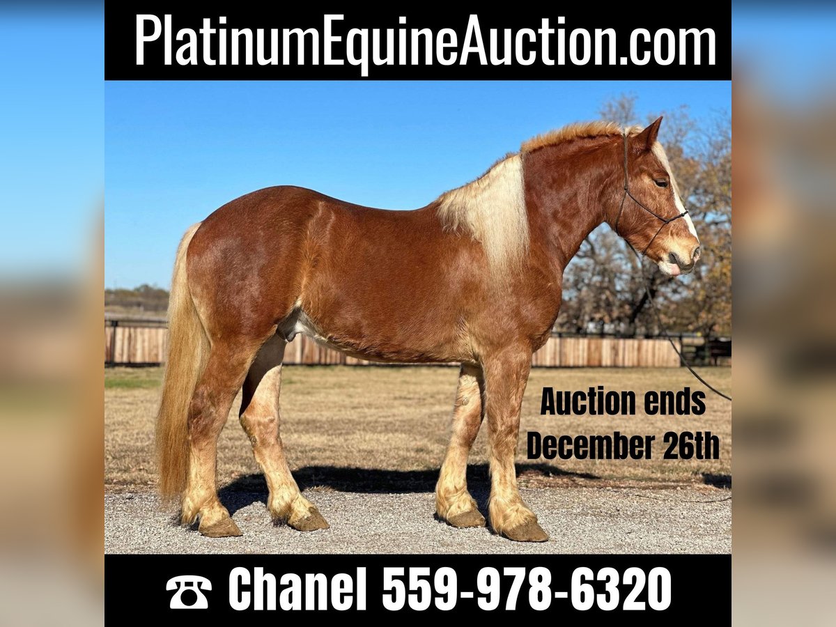 Belgian Warmblood Gelding 7 years 16,2 hh Chestnut in Jacksboro, TX