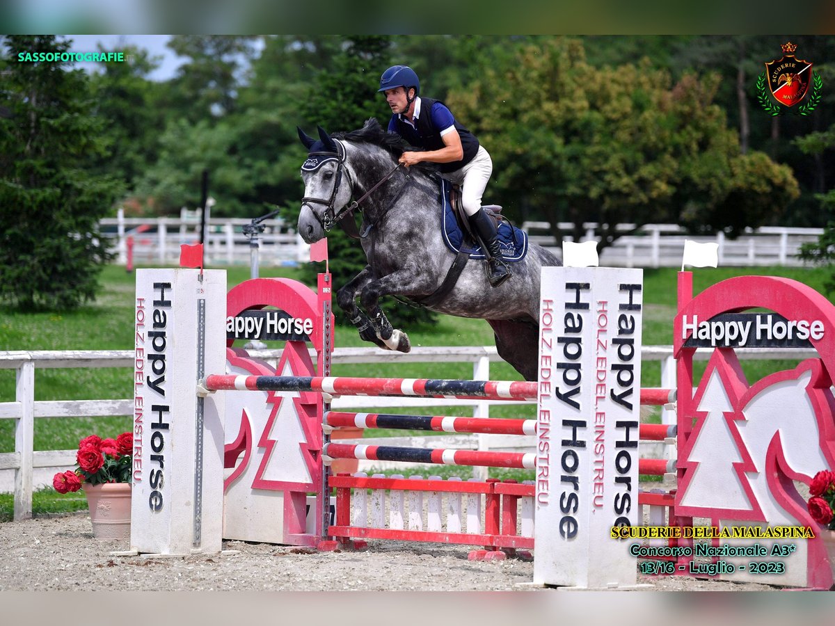 Belgian Warmblood Gelding 7 years 16 hh Gray in GROTE-BROGEL