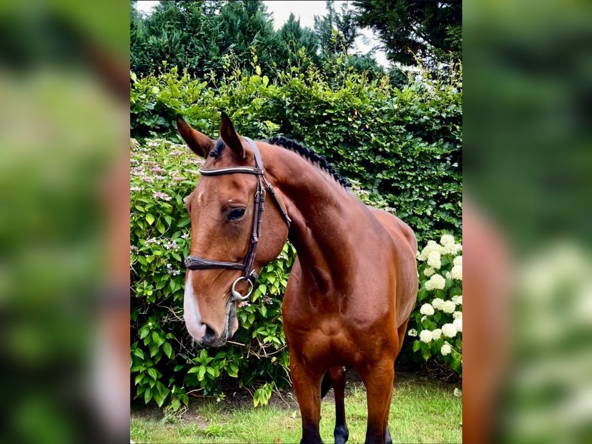 Belgian Warmblood Gelding 7 years 16,1 hh Brown in Altusried