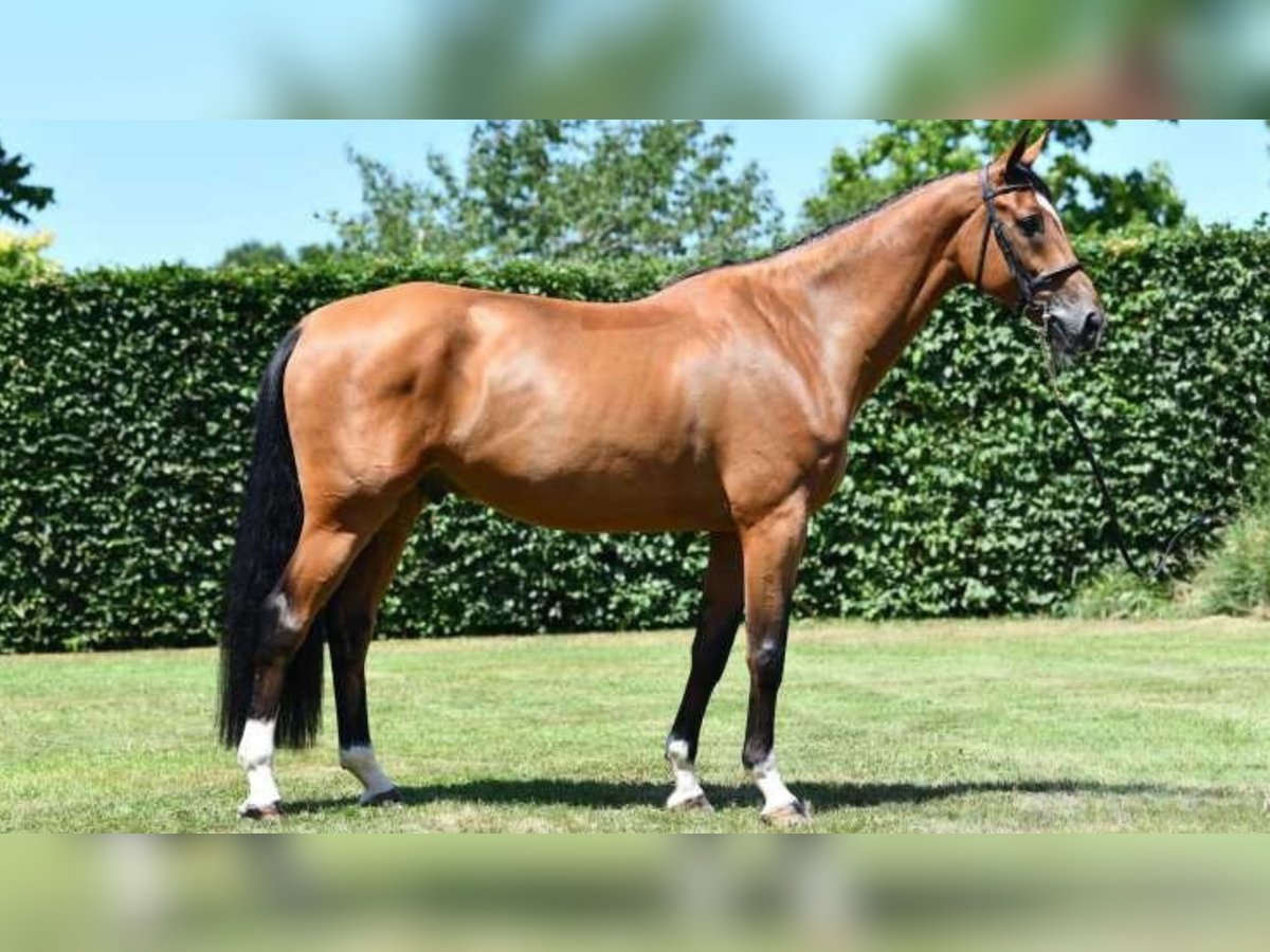 Belgian Warmblood Gelding 7 years 17 hh Brown in Saint-Pierre-de-Coutances Belgian Warmblood Gelding 7 years 17 hh Brown in Saint-Pierre-de-Coutances
