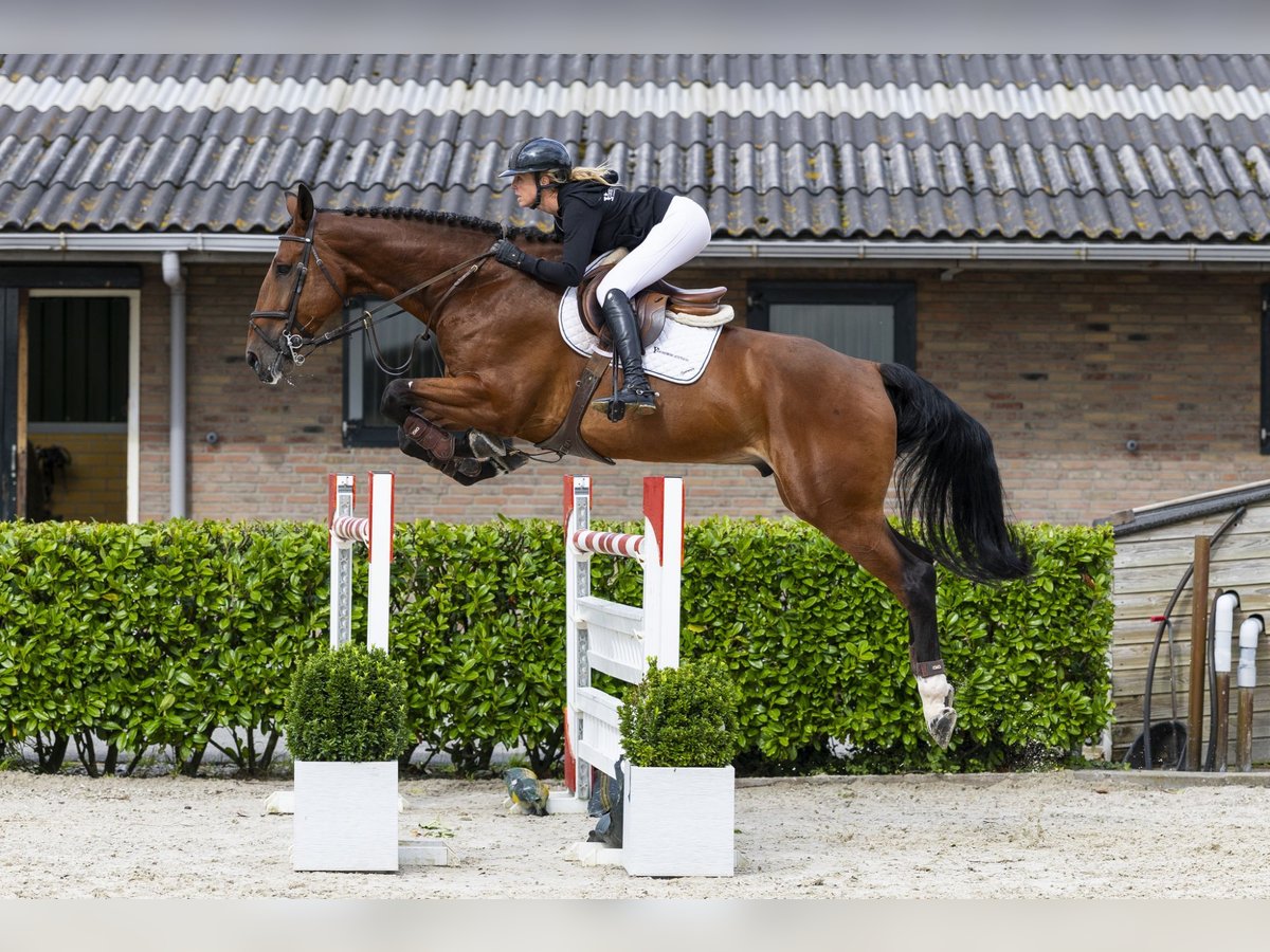 Belgian Warmblood Gelding 7 years 17,2 hh Brown in Waddinxveen