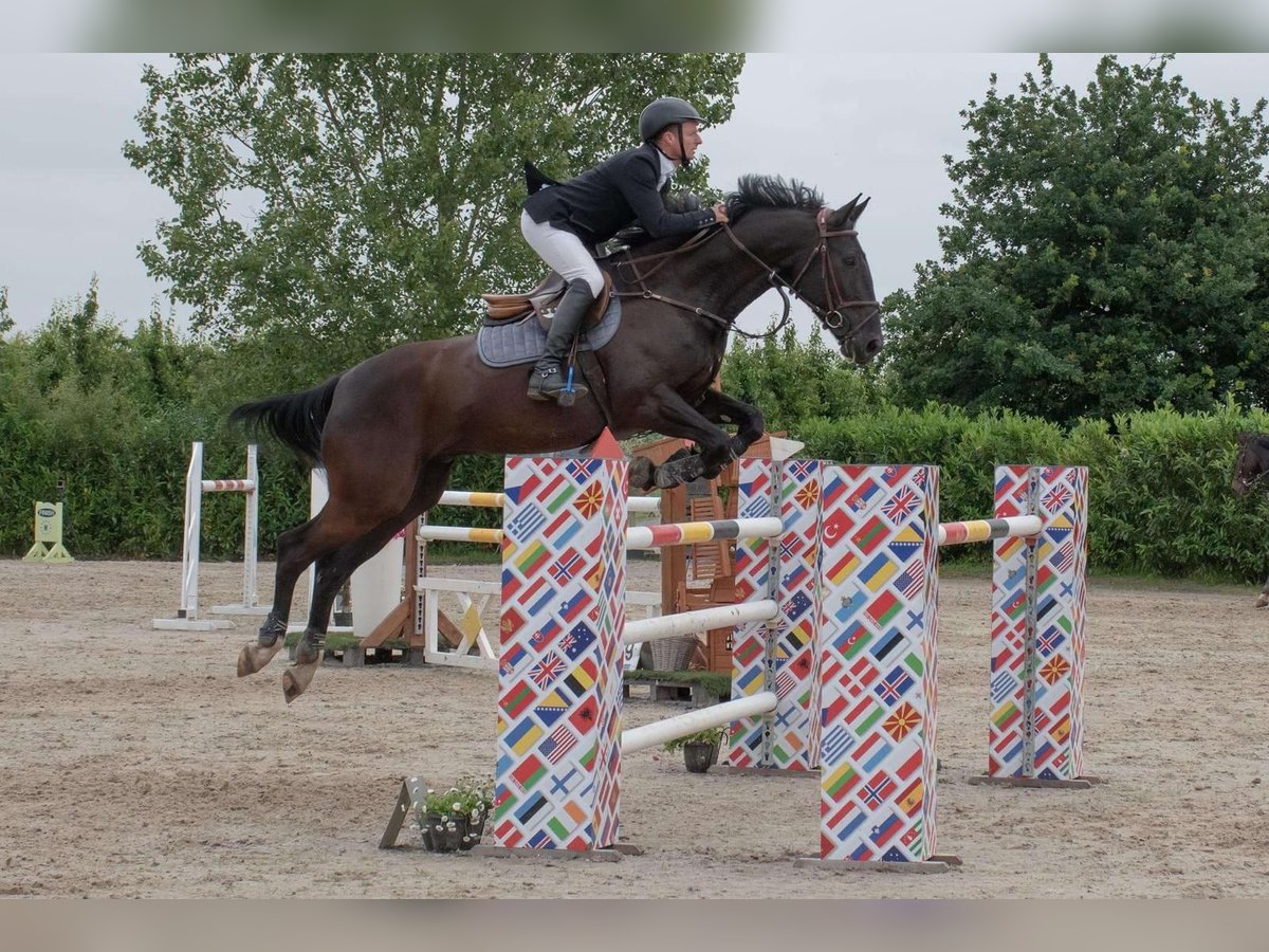 Belgian Warmblood Gelding 8 years 16,1 hh Black in Diepenbeek