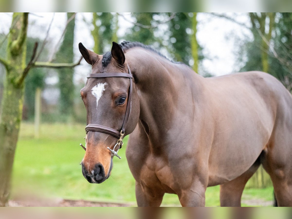 Belgian Warmblood Gelding 8 years 16,1 hh Brown in GROTE-BROGEL