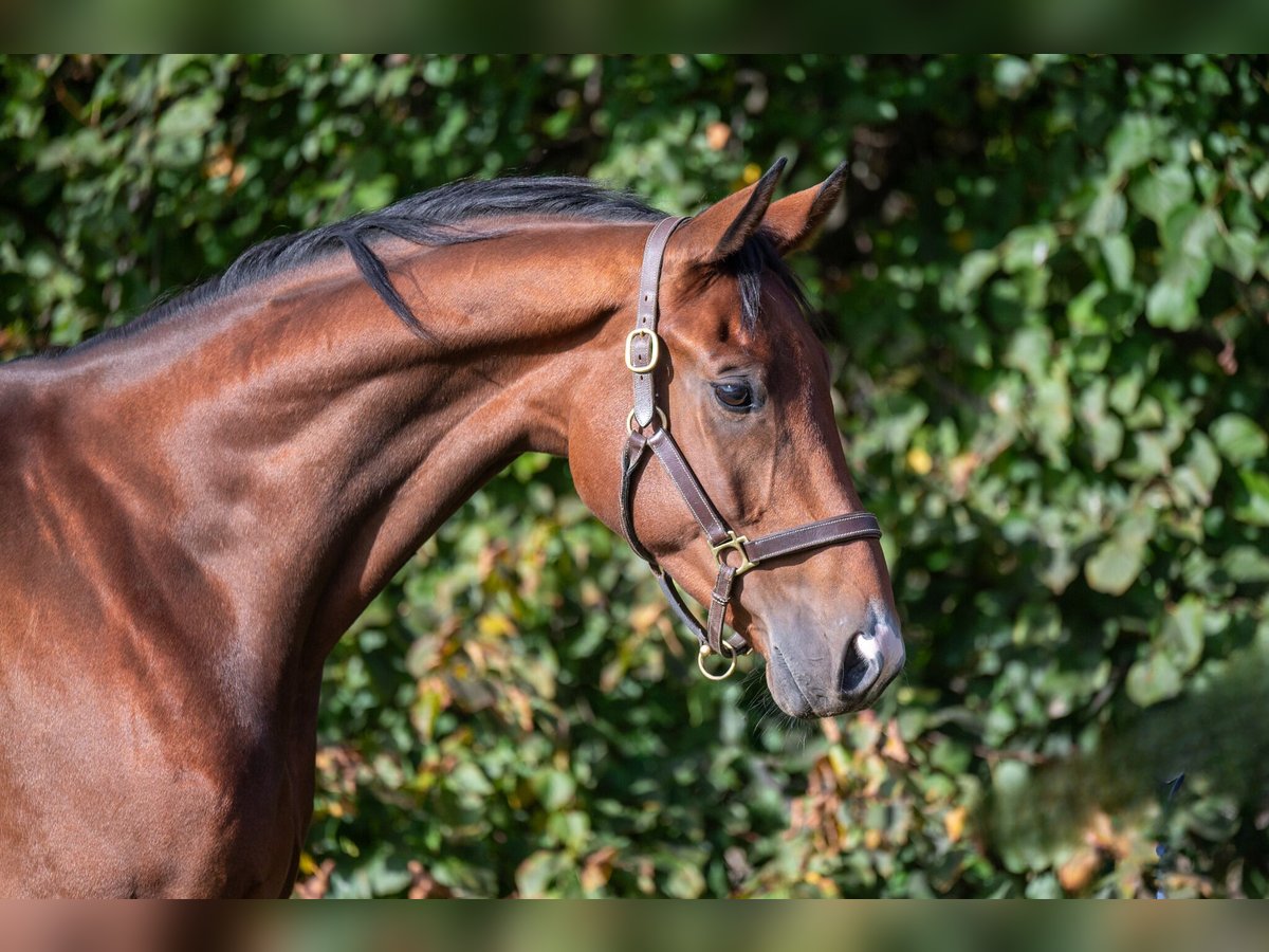 Belgian Warmblood Gelding 8 years 16 hh Brown in GROTE-BROGEL