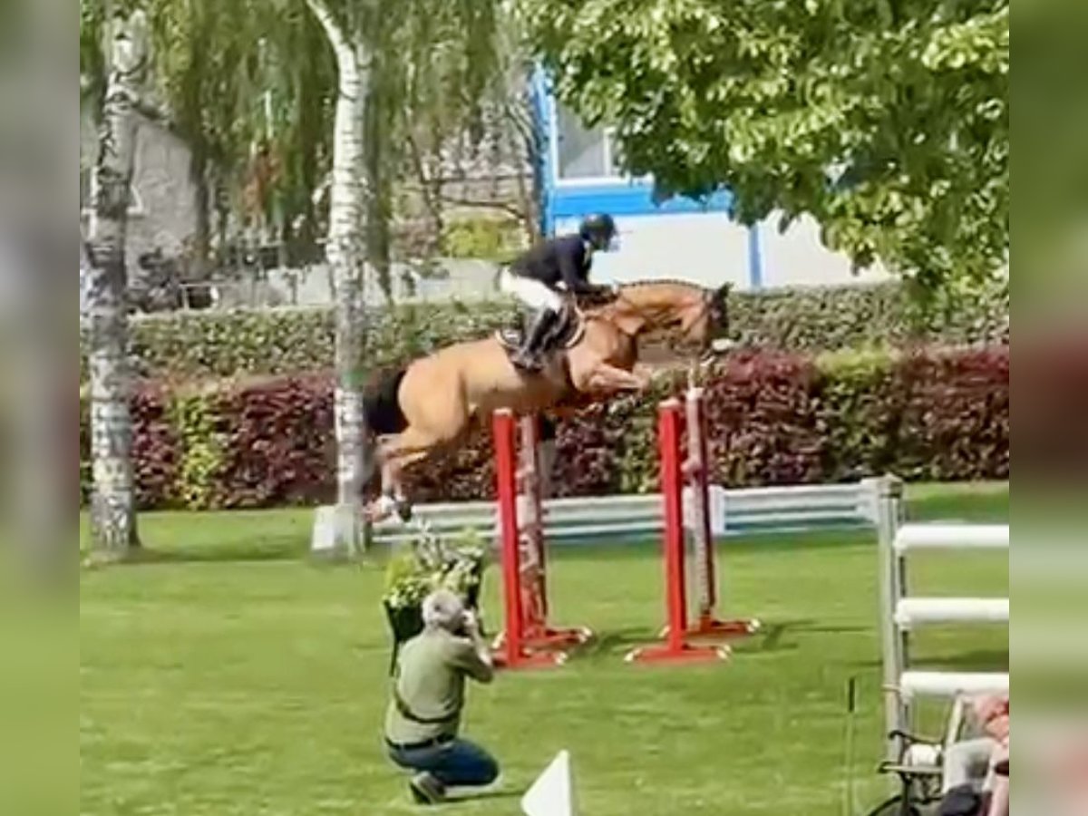 Belgian Warmblood Gelding 8 years 16,1 hh Brown in Fernelmont