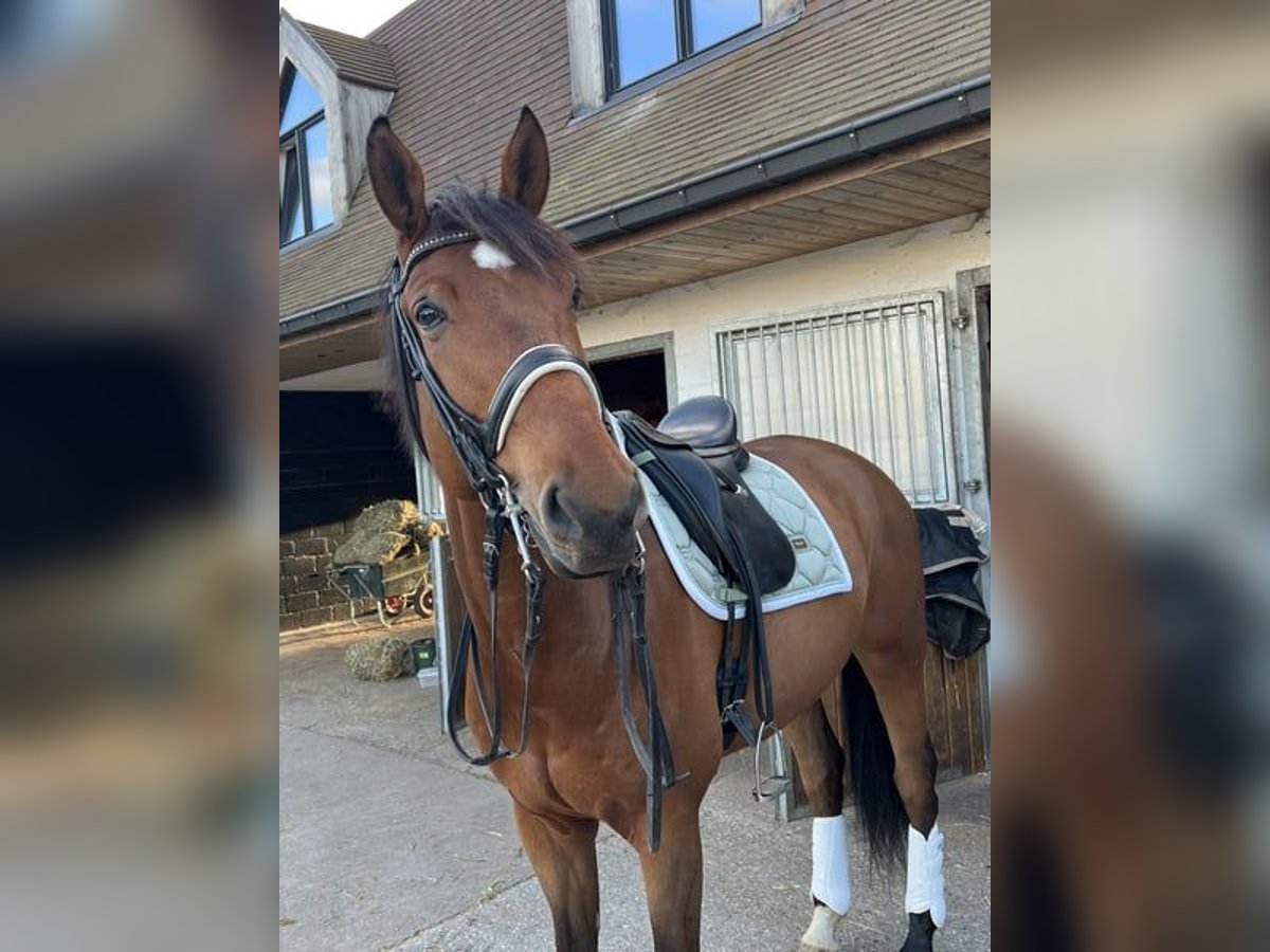 Belgian Warmblood Gelding 8 years 17,1 hh Bay-Dark in Berg