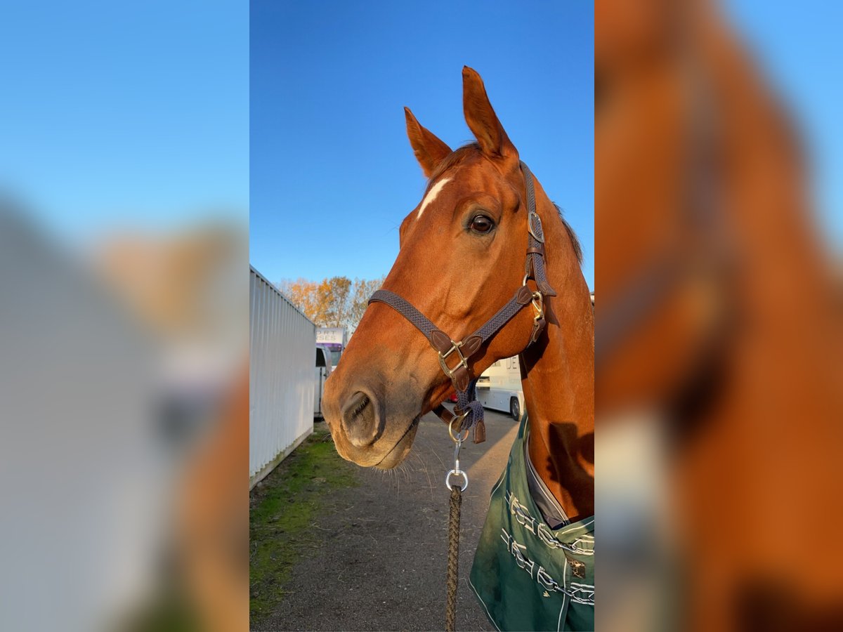 Belgian Warmblood Gelding 8 years 17 hh Chestnut-Red in Neunkirchen