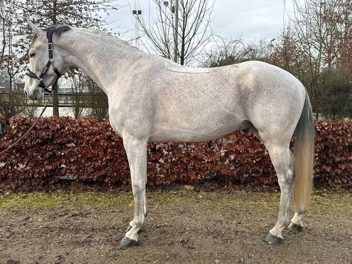 Belgian Warmblood Gelding 8 years 17 hh Grey-Fleabitten in Asten Belgian Warmblood Gelding 8 years 17 hh Grey-Fleabitten in Asten