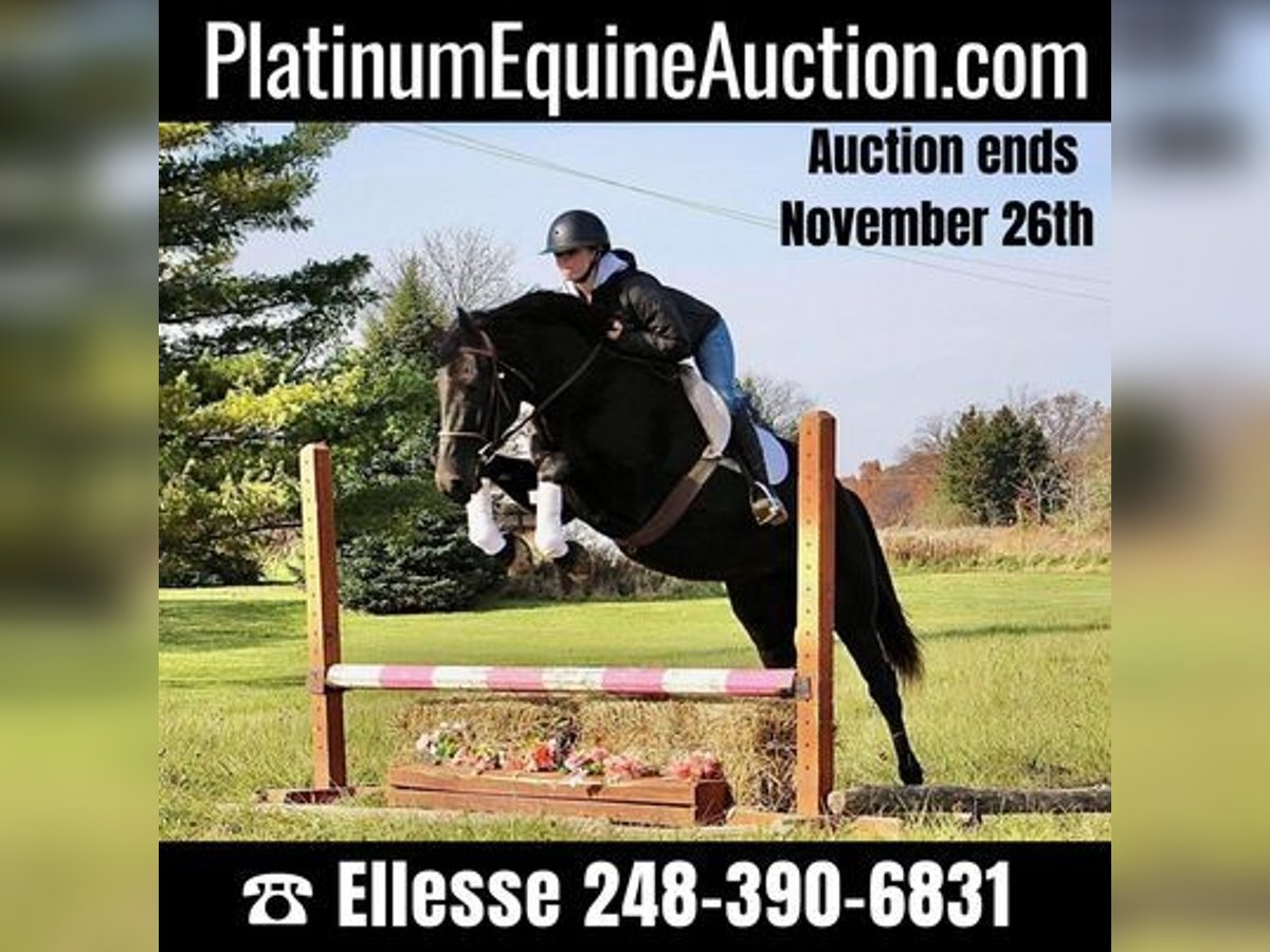 Belgian Warmblood Gelding 9 years 15,3 hh Black in Howell