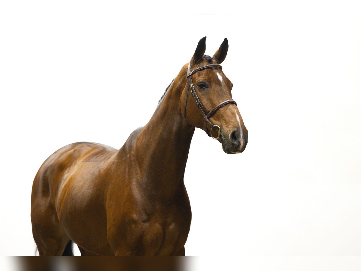 Belgian Warmblood Gelding 9 years 17 hh Brown in Waddinxveen