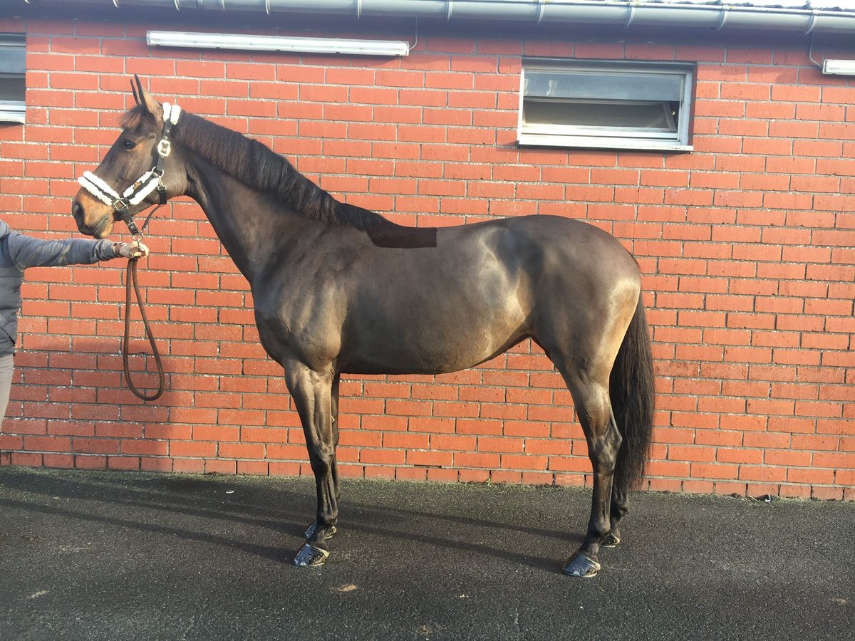 Belgian Warmblood Mare 10 years 16,1 hh Brown in GROTE-BROGEL