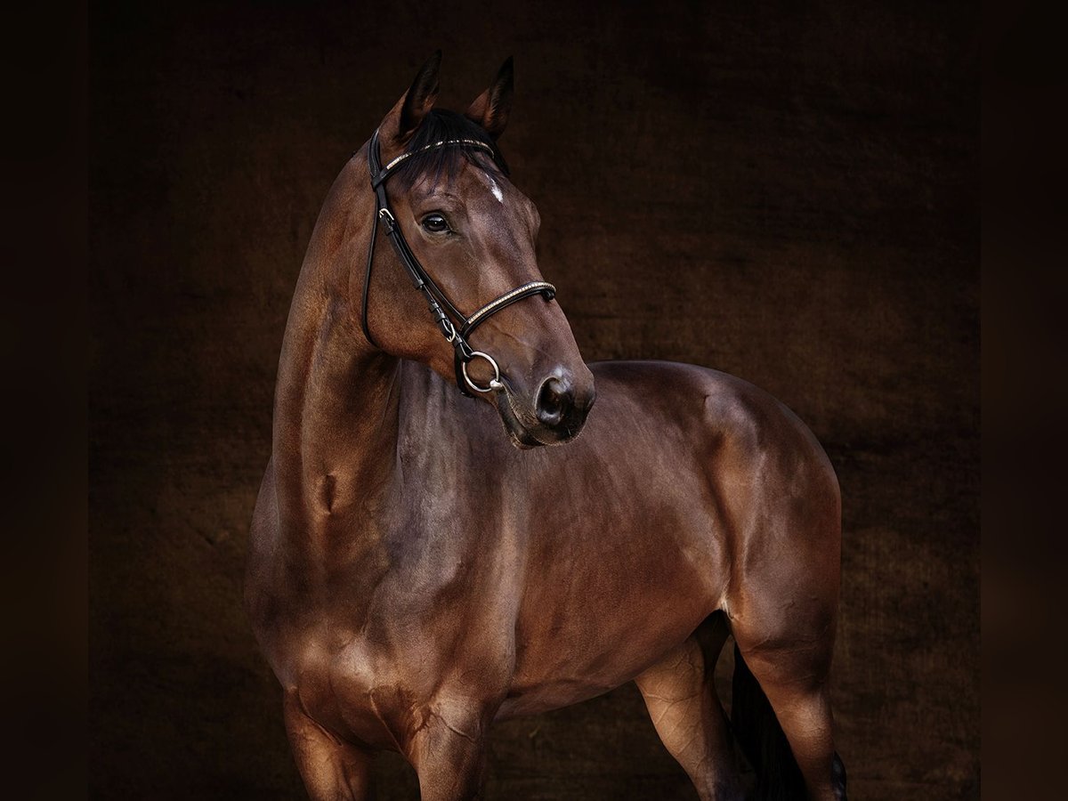 Belgian Warmblood Mare 10 years 16,2 hh Brown in GROTE-BROGEL