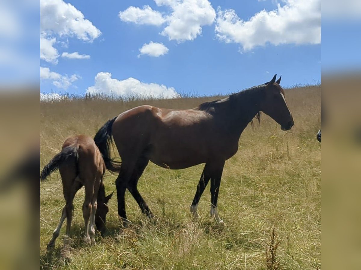 Belgian Warmblood Mare 10 years 16 hh Brown in Bad K&#xF6;nig