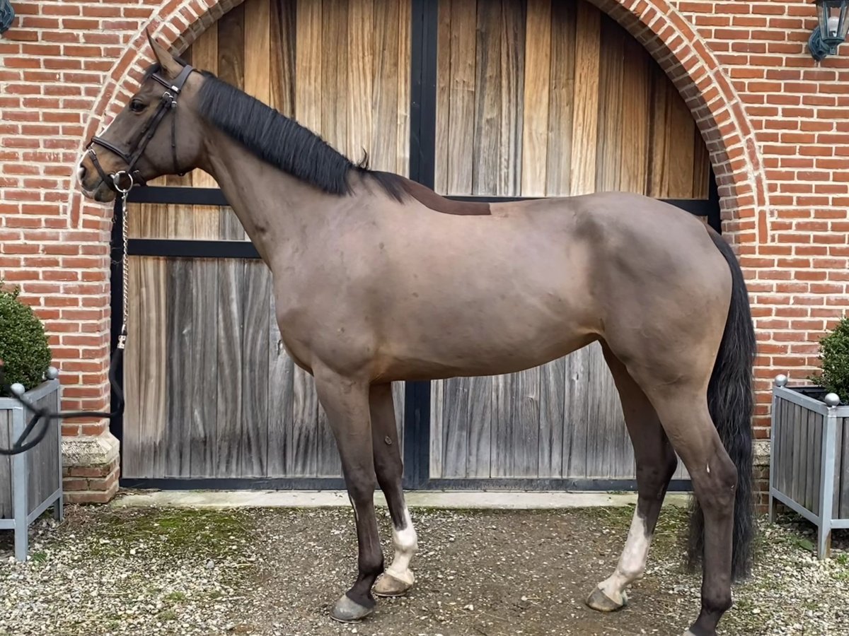 Belgian Warmblood Mare 10 years 16 hh Brown in Schriek