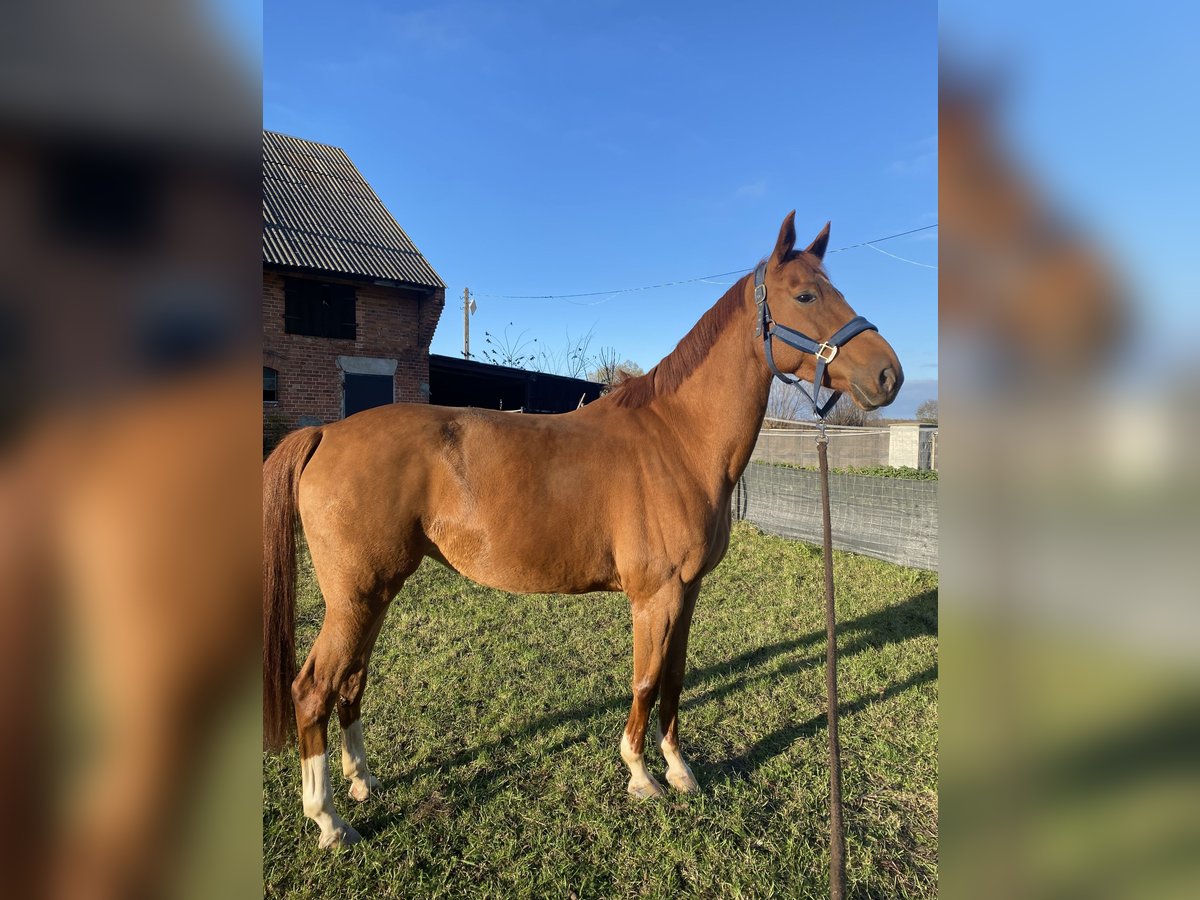 Belgian Warmblood Mare 10 years Brown in GdańskGdańsk Belgian Warmblood Mare 10 years Brown in GdańskGdańsk