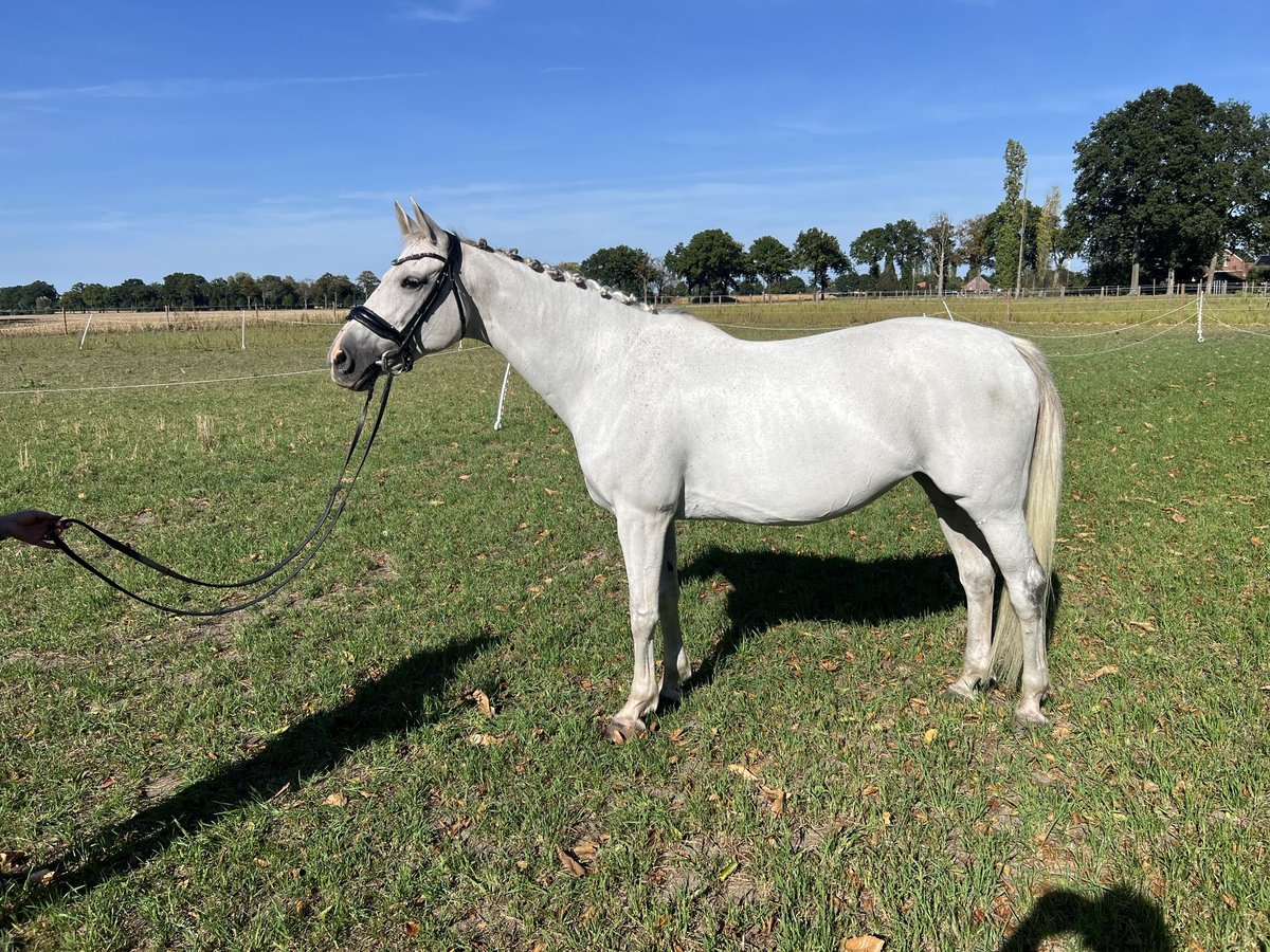 Belgian Warmblood Mare 11 years 15,2 hh Grey in Essen