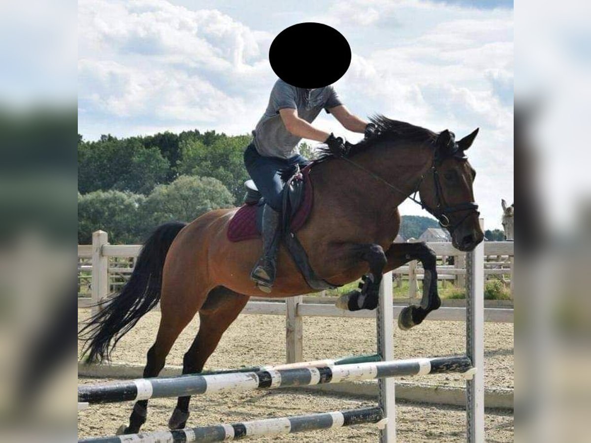 Belgian Warmblood Mare 11 years 16,1 hh Brown-Light in Breendonk