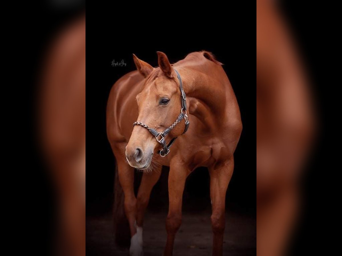 Belgian Warmblood Mare 11 years 16,1 hh Chestnut-Red in Herselt