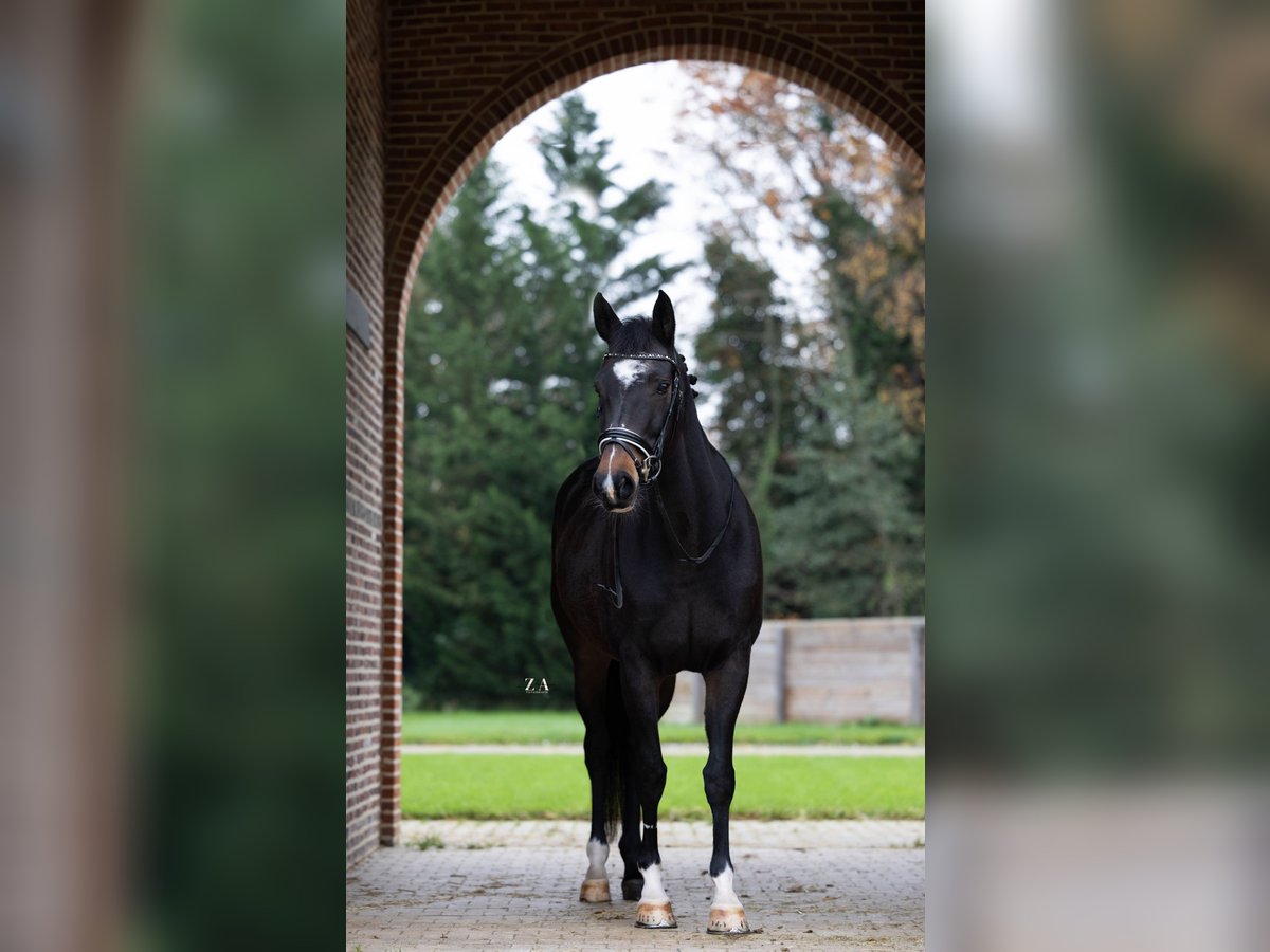 Belgian Warmblood Mare 11 years 16,2 hh Bay-Dark in Hulshout