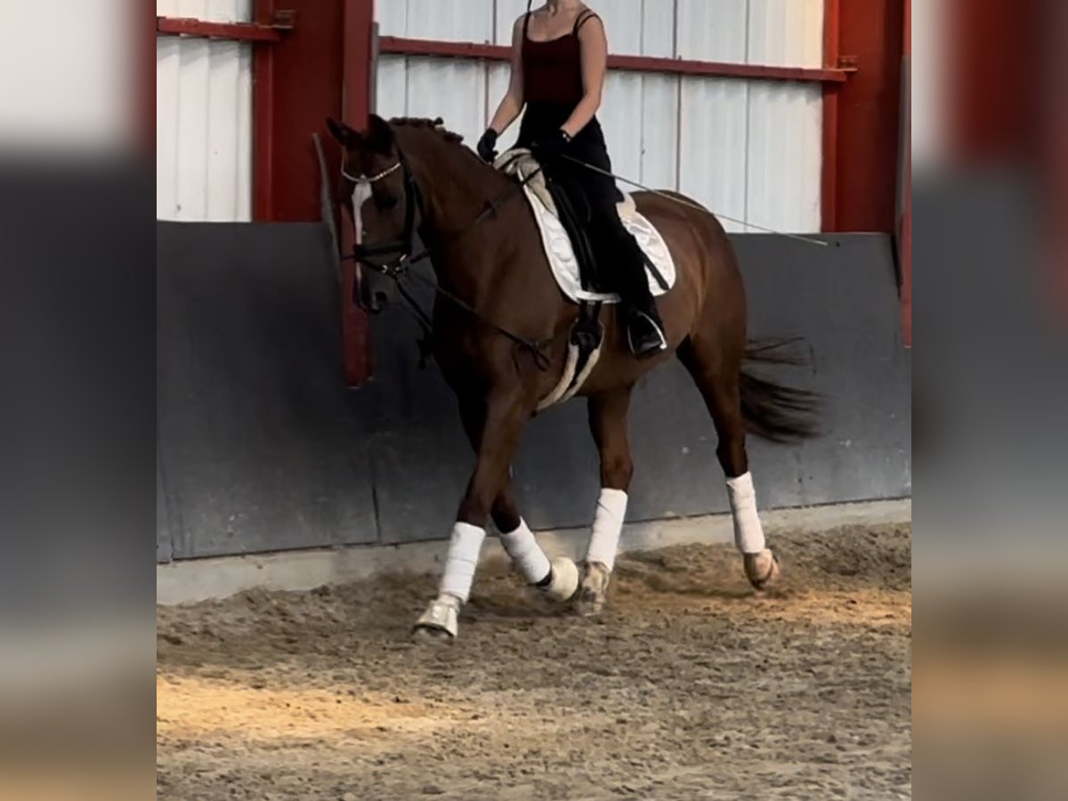 Belgian Warmblood Mare 13 years 15,3 hh Chestnut-Red in Niederkassel