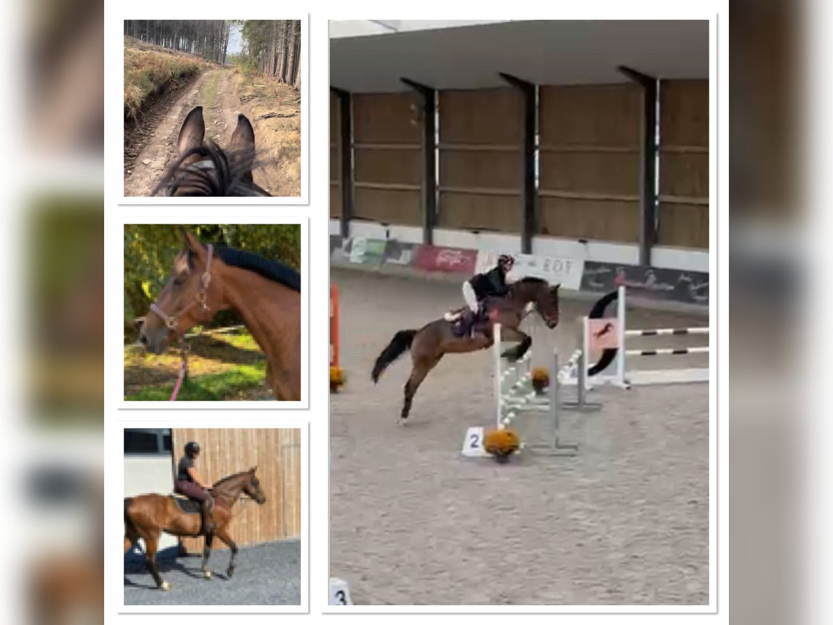 Belgian Warmblood Mare 13 years 15,2 hh Bay-Dark in Sprimont