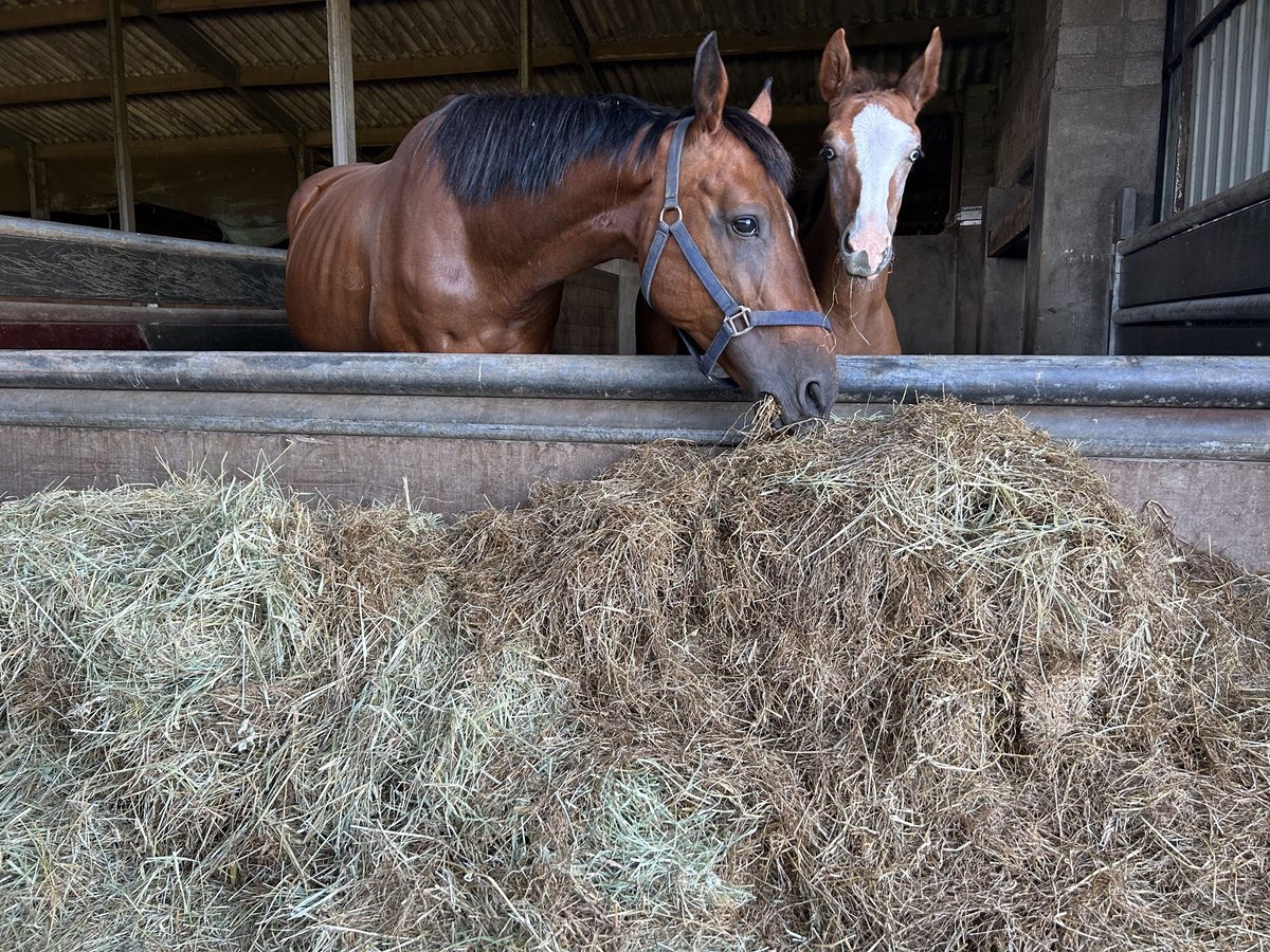 Belgian Warmblood Mare 13 years 16 hh Brown in Neerglabbeek