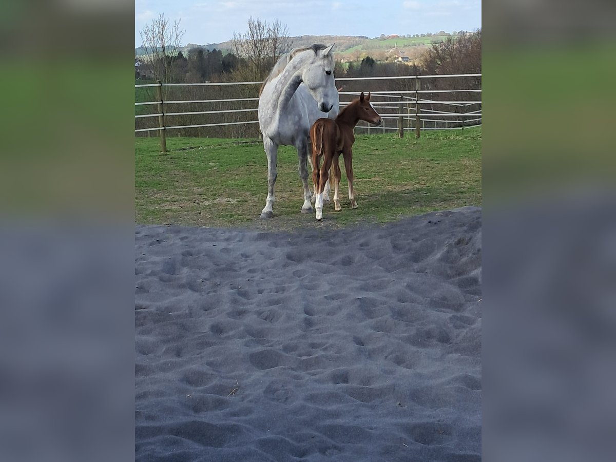 Belgian Warmblood Mare 13 years 17 hh Grey in Bois de Halleux 861  Charneux
