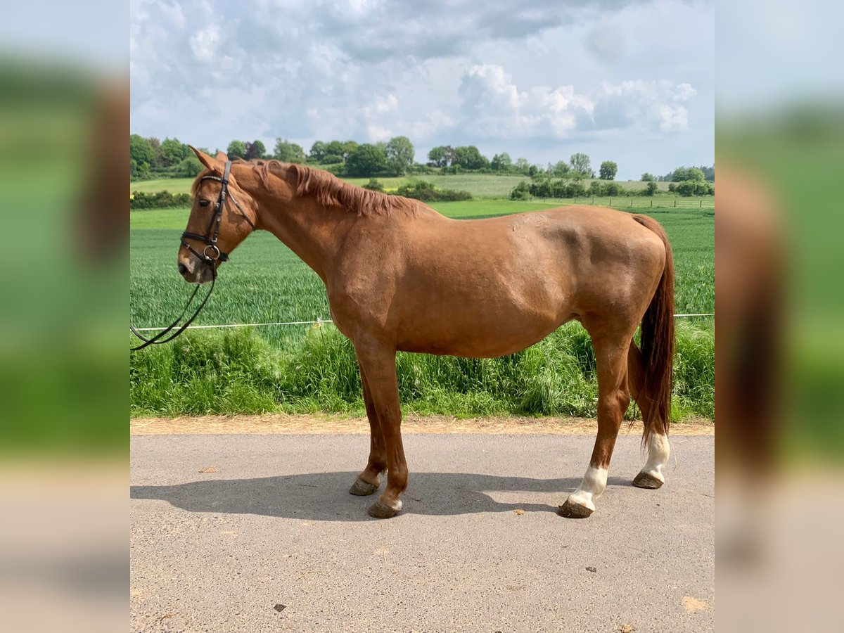 Belgian Warmblood Mare 14 years 16,2 hh Chestnut-Red in Riedstadt